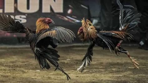 Online cockfighting game Online cockfights allow you to play and place wagers on digital or even real roosters(in case of live events) from the comfort of