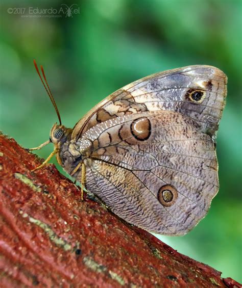 Opsiphanes cassina significado  Taxonomic identity, damage, and abundance of the defoliator O