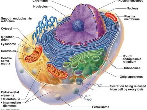 Organelles pronunciation  It also filters the molecules passing in and out of it