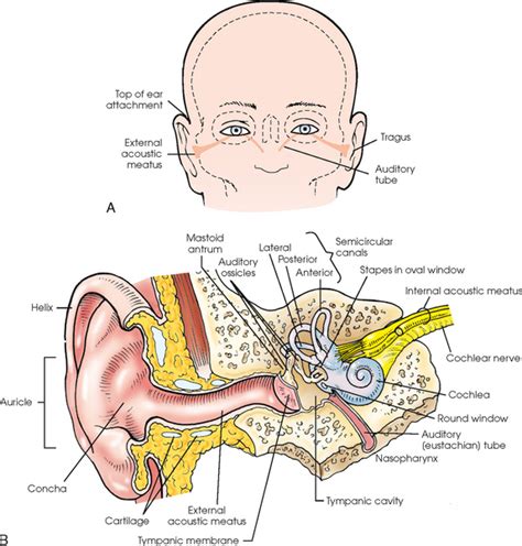 Otocranial Rehabilitation After Cranial Base Surgery ScharukhJalisi,MDa ,b *,JamesL