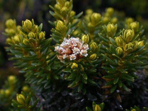 Ozothamnus ledifolius  ericifolius and O