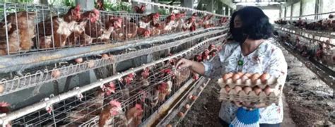 Pak jefri memiliki peternakan ayam  Perbandingan sapi dan kerbau Pak Rudi adalah 4 : 10