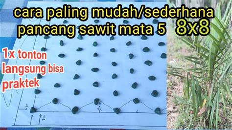 Pancang sawit mata 5 8x9 Mata Lokal Memilih