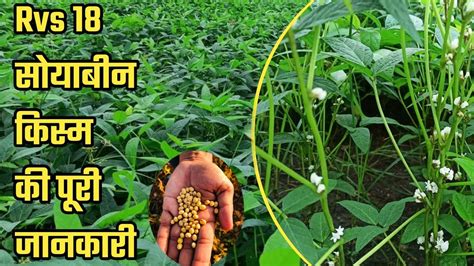 Pant 18 soybean ki jankari Get the राजस्थान weather forecast