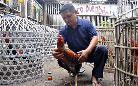 Pantangan ayam sebelum diadu Call/Sms/WA: 085227902020, BB:5EBCB26F/5AE86BDA jamu ayam Bangkok, jamu ayam, jamu ayam petarung, jamu ayam adu, jamu ayam bangkok aduan, jamu ayam laga, jamu ayam tarung, jamu ayam bk, jamu ayam ngorok, jamu ayam sabung, jamu ayam juara, jamu ayam tradisional, jamu ayam sakit, jamu ayam siamAnda bisa mengabar ayam dengan membungkus patuknya