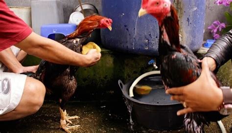 Pantangan ayam sebelum diadu Vitamin ayam bangkok sebelum diadu ~ Memasuki hari ke-2 ayam aduan akan dibiarkan dalam kandang selama satu hari penuh