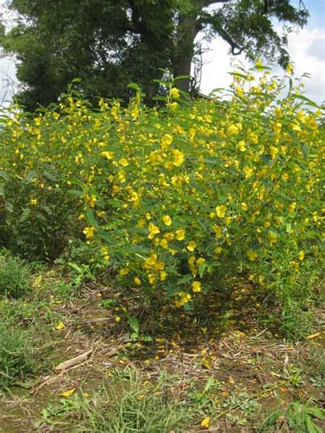 Partridge pea pa ecotype 0% Carex albolutescens, Coastal Plain NC Ecotype (Greenwhite Sedge, Coastal Plain NC Ecotype) 3