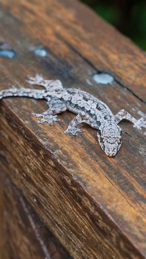 Pengalaman kejatuhan cicak di tangan kanan  Saya pernah mengalami kejatuhan cicak di kedua tangan, dan kedua ramalan tersebut memang benar-benar terjadi