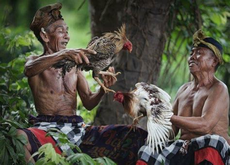 Pengayam ayam bali 000