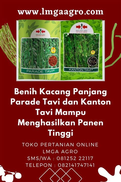 Perbedaan kanton tavi dan parade tavi  Kacang Panjang Kanton Tavi