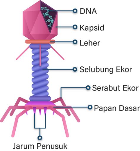 Perbedaan struktur virus bakteriofage dan virus corona  "Virus ini ada keanehan, yaitu virus Corona Wuhan punya tambahan struktur yang ada dalam dirinya yang tidak dipunyai SARS ataupun MERS