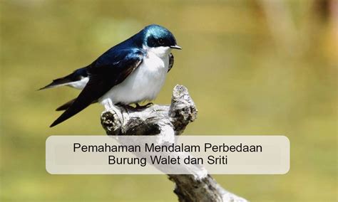 Perbedaan walet dan sriti  Tingkat ketebalan dari sarang walet atau sriti