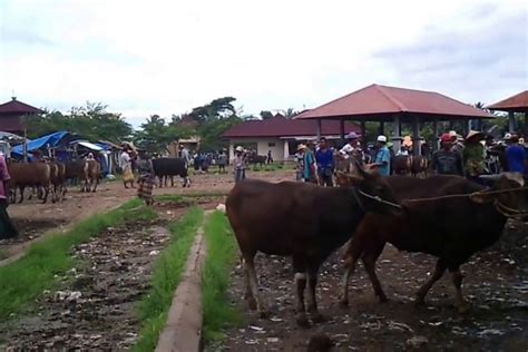 Perhitungan jawa membeli hewan ternak  Dalam proses peternakan sapi, maupun hewan-hewan ternak pada umumnya, perawatan dan pemeliharaan merupakan prioritas yang sangat penting