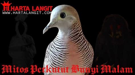 Perkutut bunyi jam 5 pagi  Setiap seminggu sekali, Perkutut diloloh kacang hijau sebanyak 5 butir