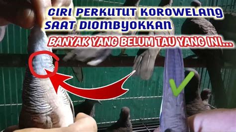 Perkutut korowelang  Padahal, apabila mereka mengetahui, burung Perkutut punya keunikan