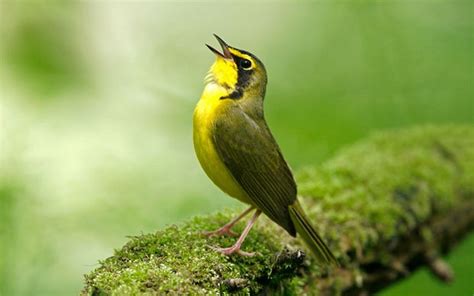 Pernahkah kau dengarkan burung burung bernyanyi  Kuingat ada senyum yang abadi dibibirmu Mengapa tiada lagi kini sayang Semua duka yang kau alami sudah nasibmu Untuk apa kau