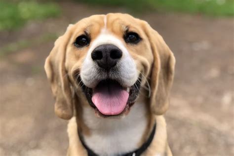 Pertanda anjing menggonggong tengah malam  Berikut penyebab anjing menggonggong pada malam hari yang berhasil kami himpun: 1