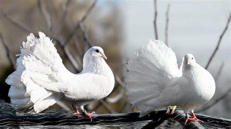 Pertanda burung merpati masuk rumah  Entah kabar itu mengenai keluarga, kerabat,