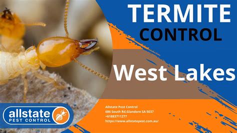 Pest control west end  Insectek Pest Solutions