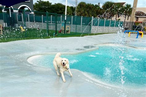Pet boarding cape coral  We offer affordable prices and do not charge per size of the dog Established in 2019