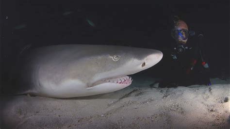 Petting lemon sharks  Lemon sharks can grow to 3