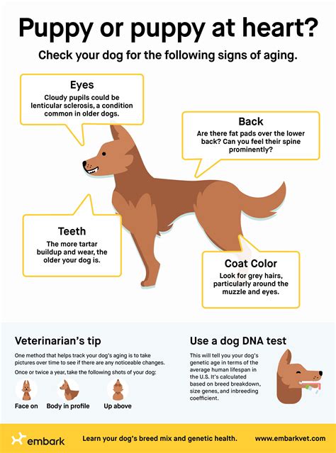 2024 Physical signs of aging in dogs {ofevsyt} Unbearable awareness is
