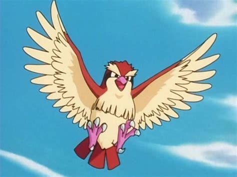 Pidgey calculator Finding and training a 90 CP pidgey, will not always give you a stronger pidgey than training a 70 CP pidgey