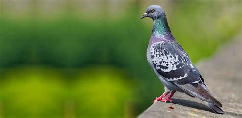 Pigeon exterminator las vegas  Pigeon removal Las Vegas services