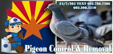 Pigeon exterminator las vegas  According to a Las Vegas pigeon removal service, pigeons have found their way to every corner of the globe, although they are not indigenous to these areas