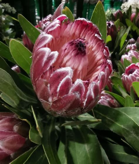 Pink ice protea bunnings  RED ICE | Also known as 'Special Pink Ice'