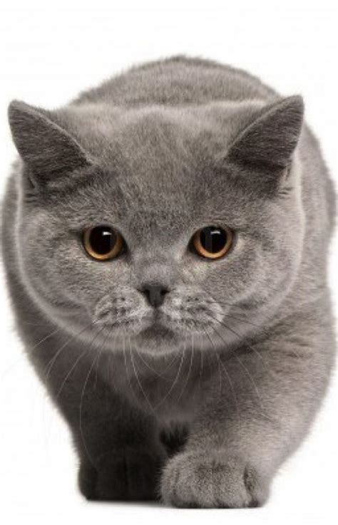 Pisica british shorthair gratis  1 500 lei