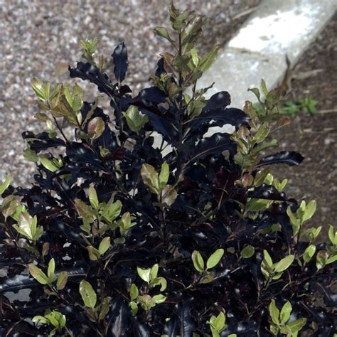 Pittosporum dark diva  Reaches 3 metres at maturity