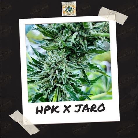 Pk x jaro seeds  Jaro = Sour Diesel x (Hollywood PureKush x (Hindu x BlackAfi) Note: The same male that made Rootbeer made Jaro