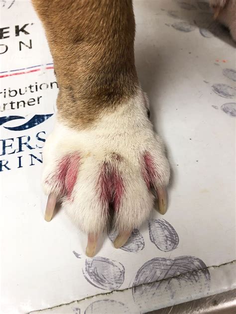 Pododermatitis dog paw Paw pad hyperkeratosis refers to when thickened skin or extra skin grows on your dog's paw