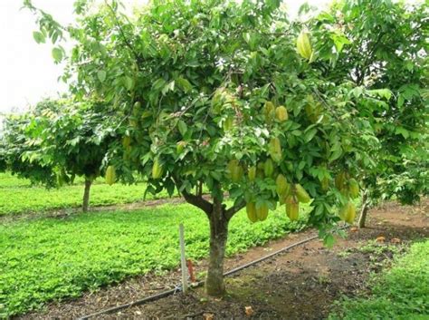 Pohon belimbing wuluh depan rumah Harga Bibit Pohon Belimbing Wuluh - Tanaman Buah Blimbing Wulu Sayur