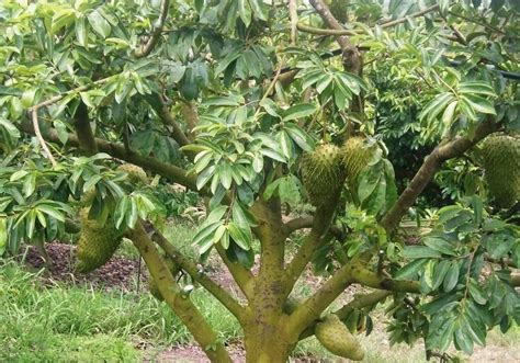 Pohon sirsak agar cepat berbuah WebDalam tulisan kali ini kami akan Mengulas mengenai 5 jenis alpukat terbaik di indonesia menurut kami, dan ke 5 bibit alpukat tersebut telah terbukti dapat tumbuh dan menghasilkan buah dengan baik