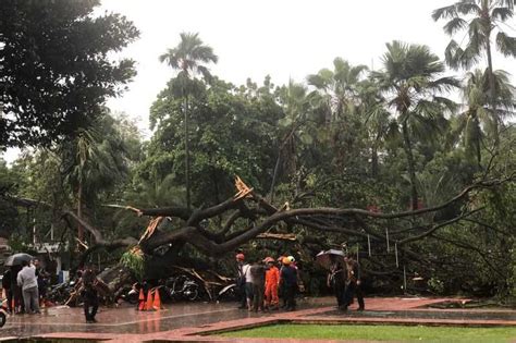 Pohon tumbang  Atas alasan ini, biasanya pohon roboh dianggap sebagai bencana yang terjadi secara alamiah