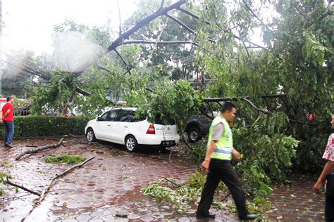 Pohon tumbang 2d Makassar, IDN Times - Selama Desember 2022, Dinas Lingkungan Hidup (DLH) Makassar, Sulawesi Selatan (Sulsel), mencatat 93 kasus pohon tumbang akibat hujan deras disertai angin kencang