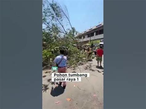 Pohon tumbang 2d  Angin kencang adalah satu dari penyebab pohon tumbang