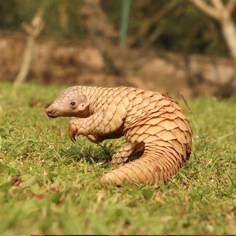 Pongolion  In 2019 alone, Chinese customs confiscated an enormous 123 tons of pangolin scales