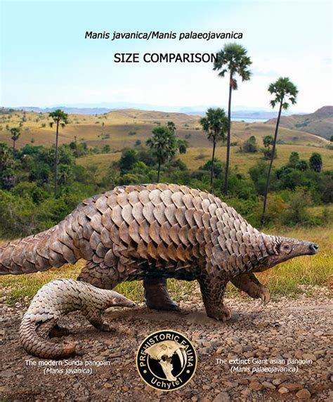 Pongolion  It is often referred to as the African ground pangolin