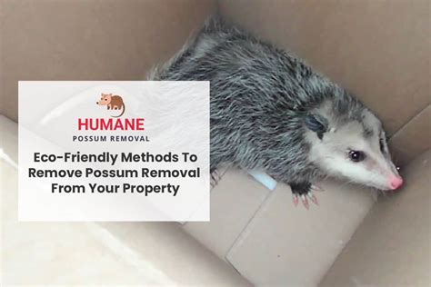 Possum removal airds ) over the top may also help