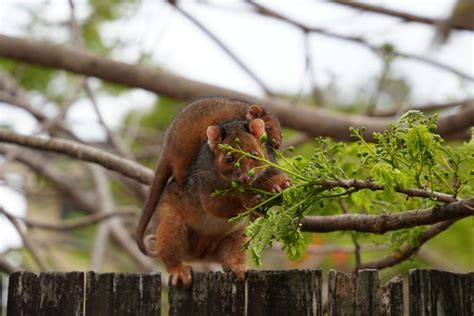 Possum removal anketell We can assist you at any time as we are available 24 hours, 7 days a week