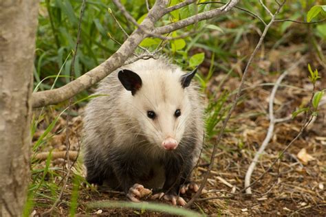 Possum removal banyo  That said, your final bill will depend on: How many possums are on your property