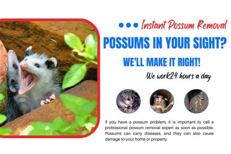 Possum removal burswood Table of ContentsComplaints about Possum Damage10 Home Remedies to Get Rid of Them1