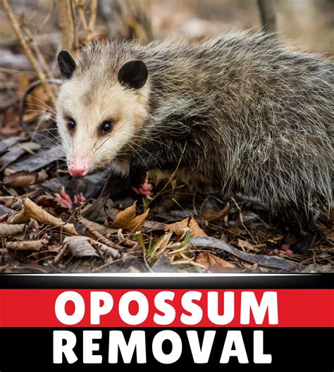 Possum removal denistone  Try not to break apart the feces