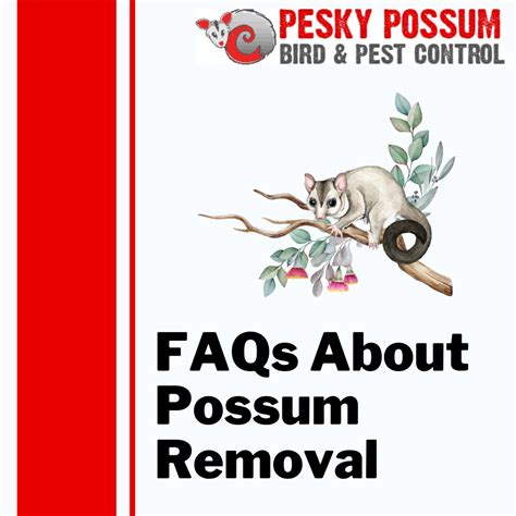 Possum removal denistone east Denistone East Termite Removal when you are infested with termites in or around the Denistone East region? Denistone East Termite Pest Control can help