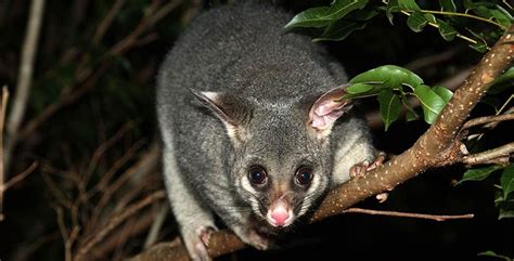 Possum removal denistone west  The average person can use the terms “opossum” and “possum” interchangeably