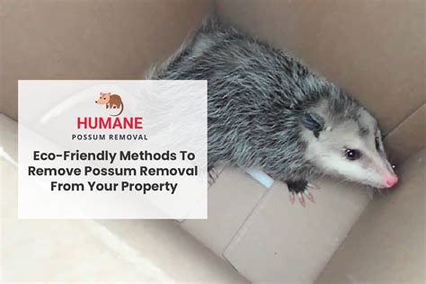 Possum removal doyalson  |