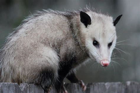 Possum removal erina Common Rodent Infestations in Melbourne and How to Deal with Them